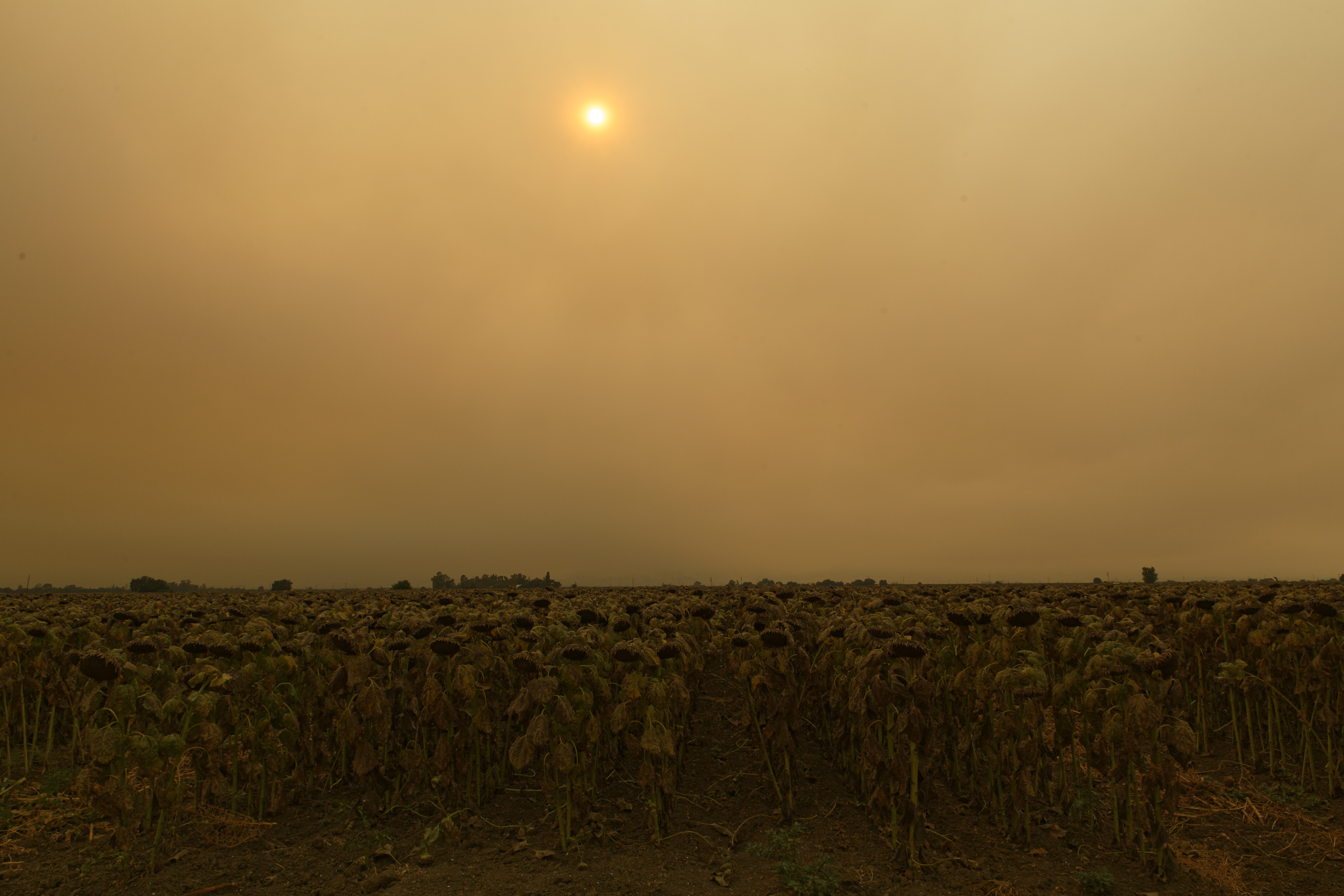 View of a sunflower field under a yellowish sky during the August complex wildfire in Davis