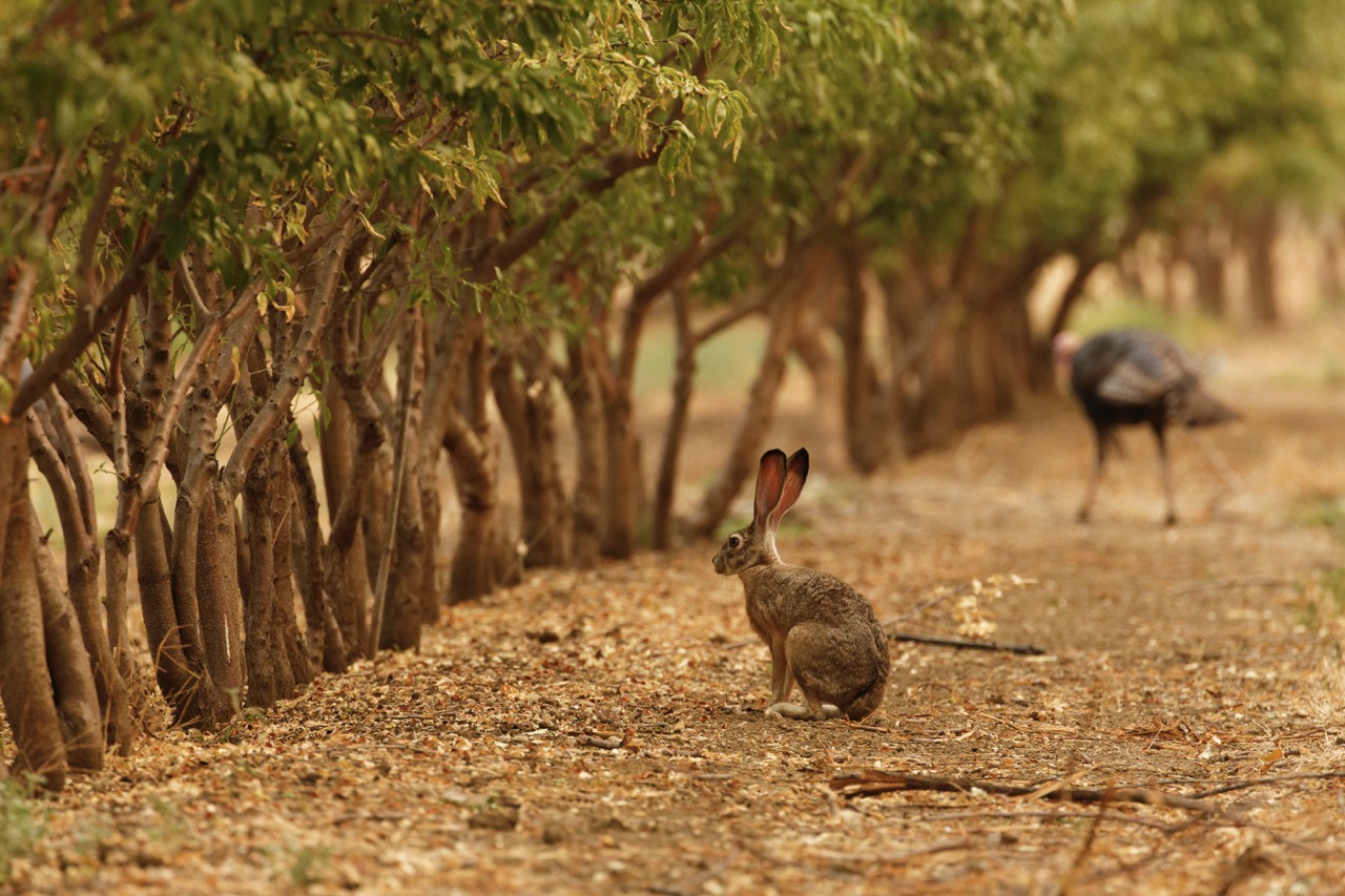 Animals are very active